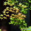 紅葉の調べ：二重唱（デュエット）
