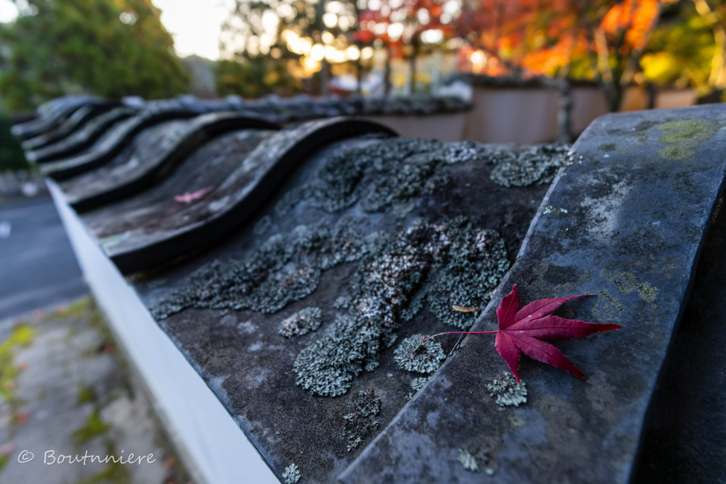 瓦×ひとひらの紅葉　其の壱