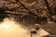 桜×白鳥×波紋×夕陽