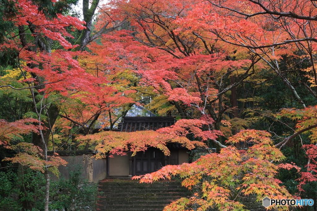 紅葉×瓦屋根の門
