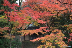 紅葉×瓦屋根の門