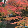 紅葉×瓦屋根の門