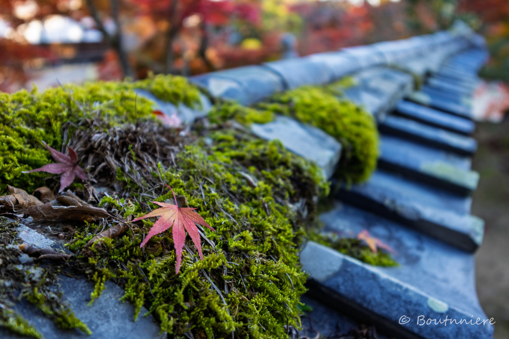 瓦×ひとひらの紅葉　其の弐