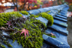 瓦×ひとひらの紅葉　其の弐