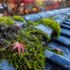 瓦×ひとひらの紅葉　其の弐