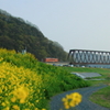 井原鉄道の春（夢やすらぎ号）