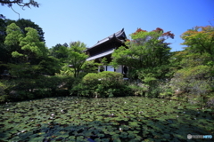 井山宝福寺×未草　その１