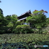 井山宝福寺×未草　その１