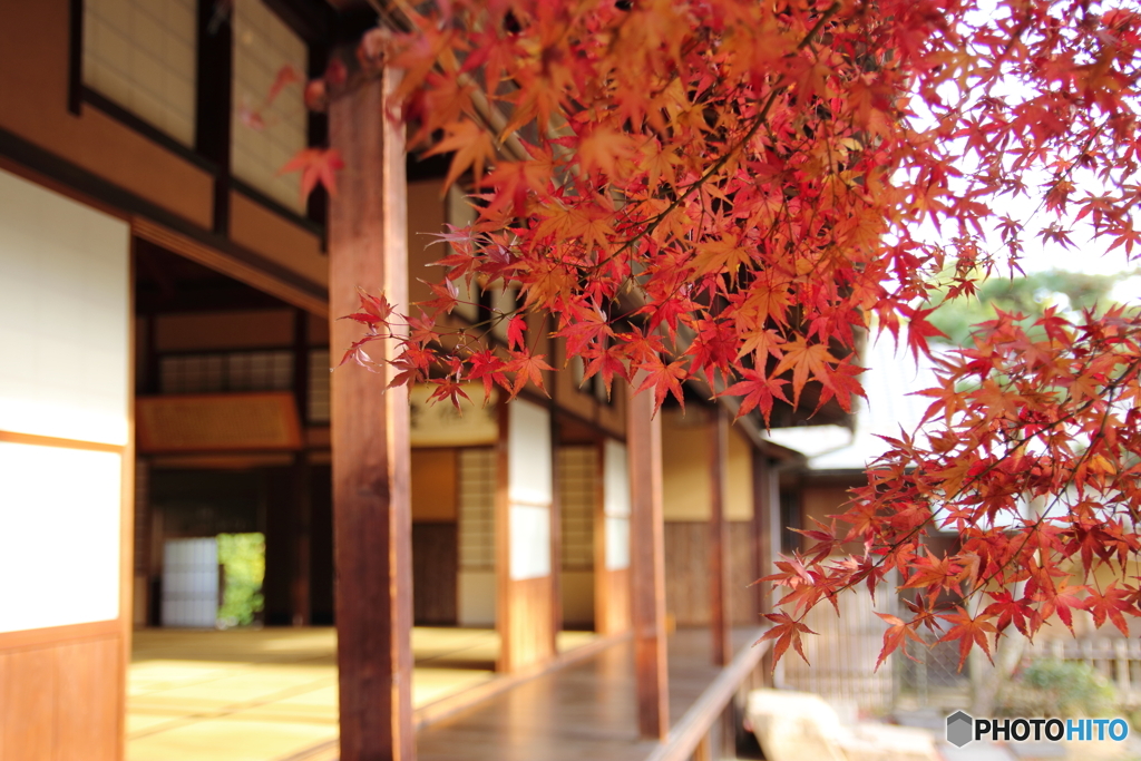 新渓園×紅葉