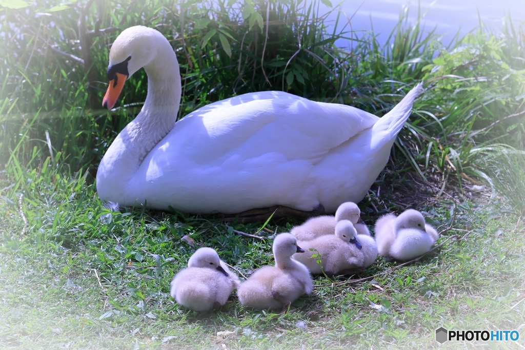 白鳥にヒナが生まれた