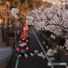 2023年回想３月:桜とテールランプ