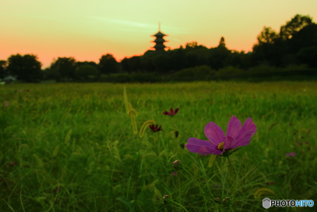 秋桜×夕焼け