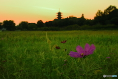 秋桜×夕焼け