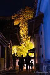 閑谷学校：楷の木ライトアップ２