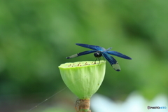 花托×チョウトンボ