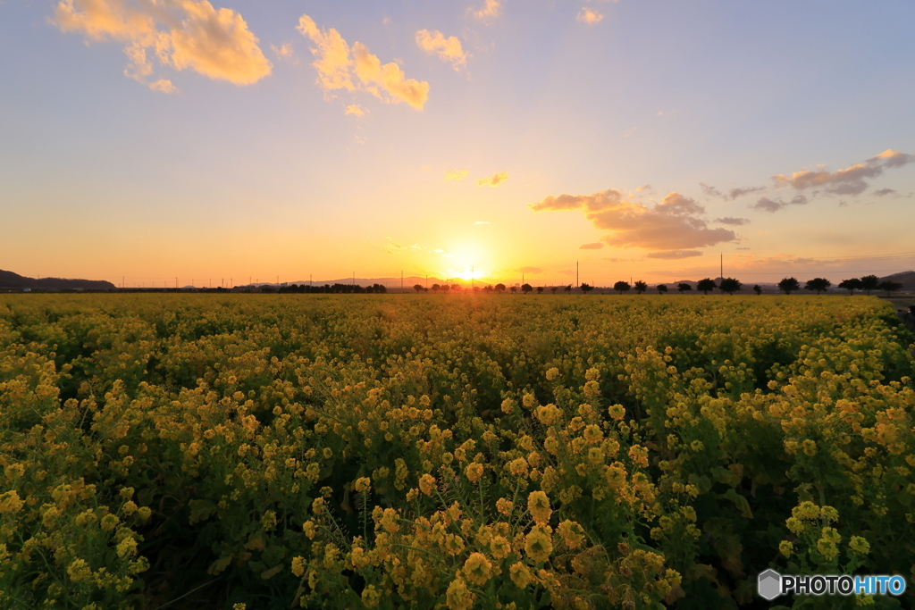 夕陽を浴びる菜の花畑