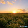 夕陽を浴びる菜の花畑