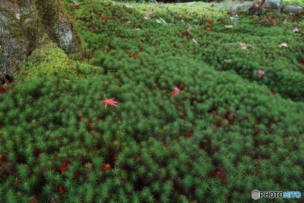 杉苔×紅葉落葉