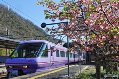 河津桜×スーパーやくも2023