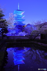 ブルーライトアップ×桜 in 2025