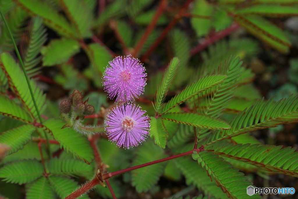 オジギソウの花 By Boutnniere Id 写真共有サイト Photohito