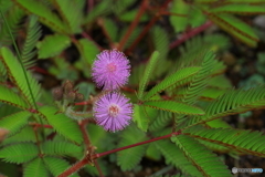 オジギソウの花