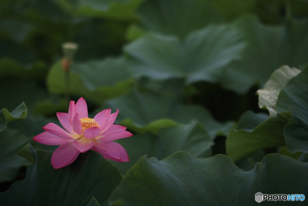 宗治蓮、輝く。