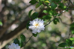 白い山茶花