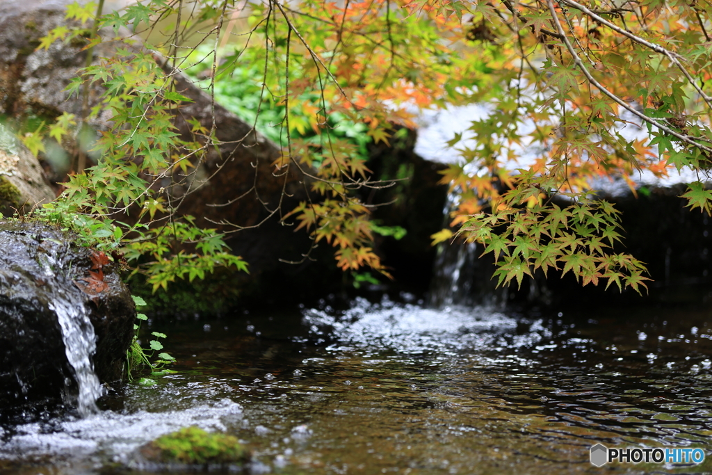 紅葉×水流