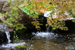 紅葉×水流