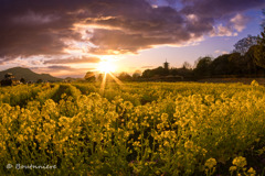 備中国分寺×菜の花