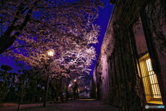 夜桜×倉敷アイビースクエア 2022 part 2