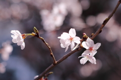 紫光の桜