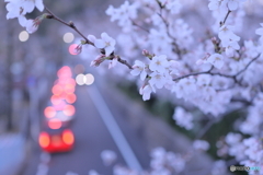 桜×テールランプ
