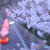 桜×テールランプ