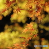 彩（いろどり）紅葉：琥珀