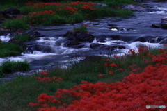 美山川×彼岸花