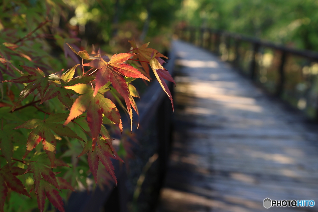 透ける紅葉と遊歩道