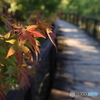 透ける紅葉と遊歩道