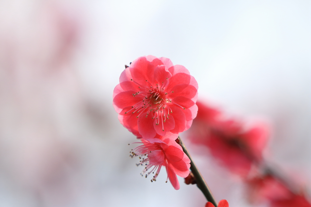 八重咲の梅