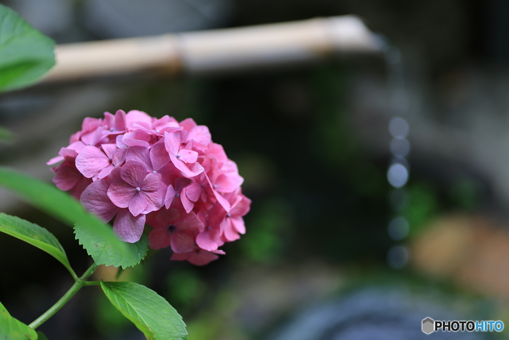 紫陽花と竹筧
