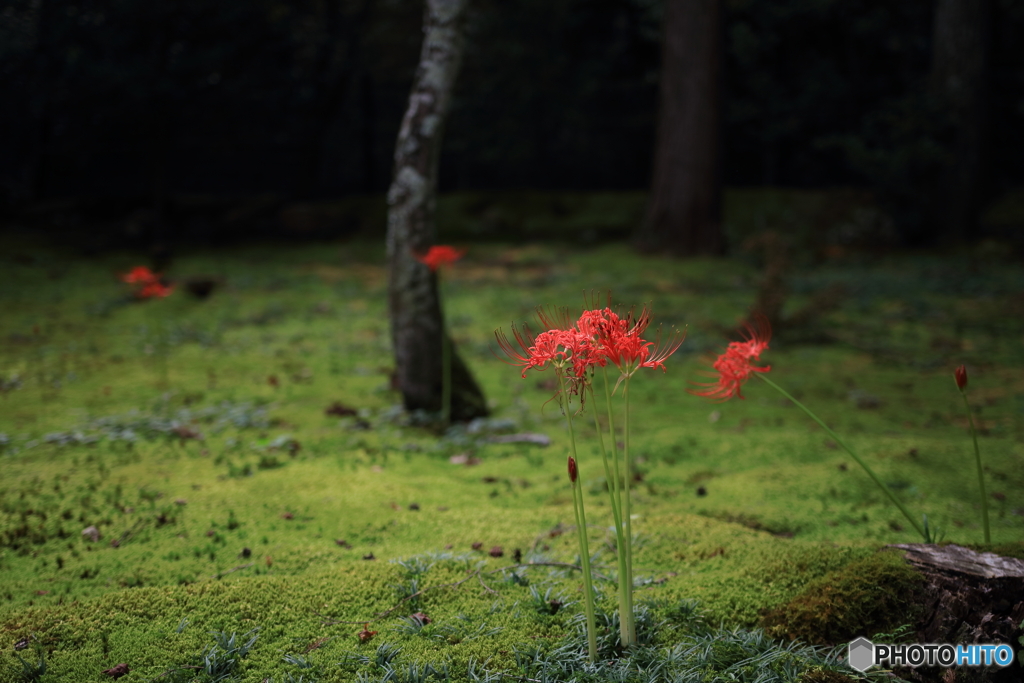 彼岸花のある風景