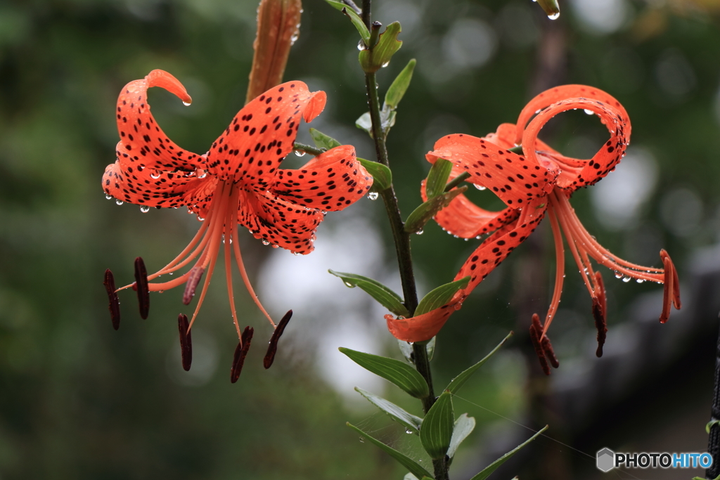 Tiger Lilies in the rain