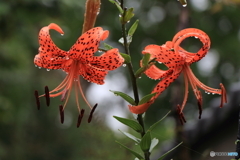 Tiger Lilies in the rain