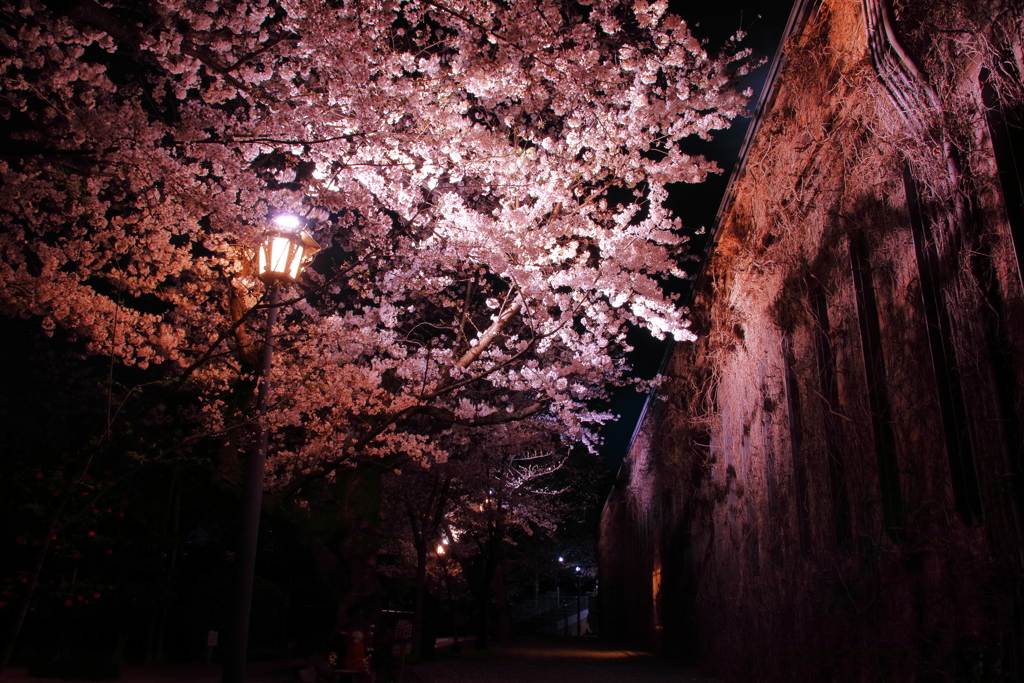 夜桜×倉敷アイビースクエア