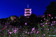 五重塔（ピンク・ライトアップ）×コスモス