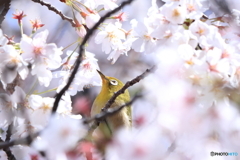 桜×メジロ　その２