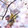 桜×メジロ　その２