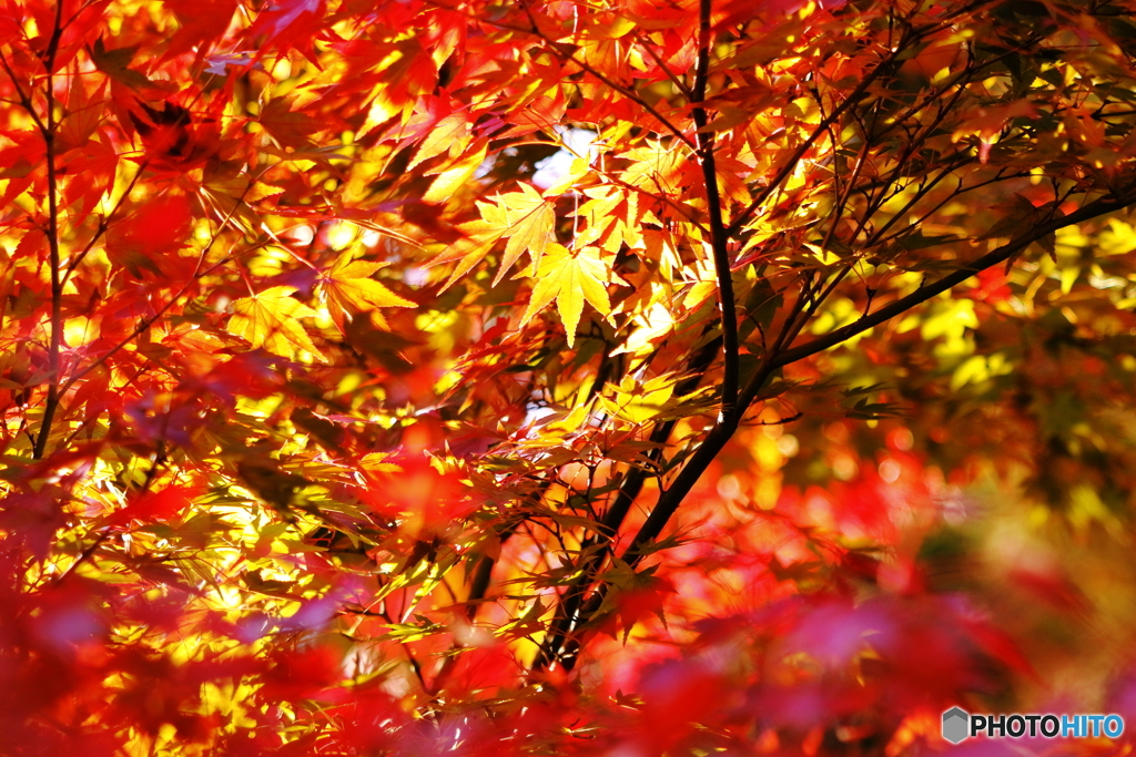 彩（いろどり）紅葉：焰