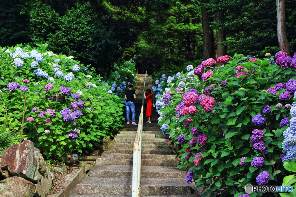 紫陽花の路